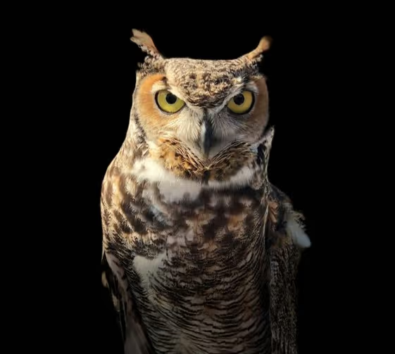 owl